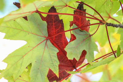 Close-up of maple leaf on branch