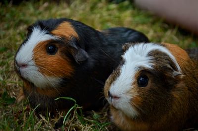 Close-up of two dogs lying on grass