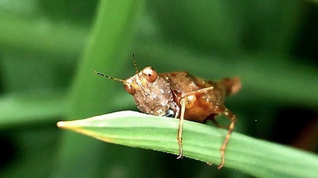 insect, one animal, animals in the wild, animal themes, close-up, wildlife, focus on foreground, leaf, animal antenna, selective focus, butterfly, nature, dragonfly, day, animal wing, outdoors, plant, no people, green color, zoology