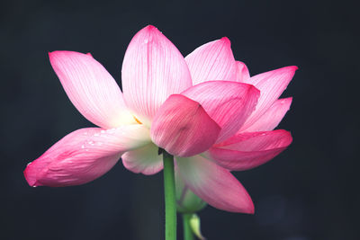 Close-up of pink flower against black background