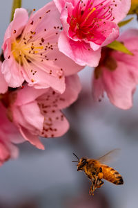 Close up of a bee flying toward peach flowers.