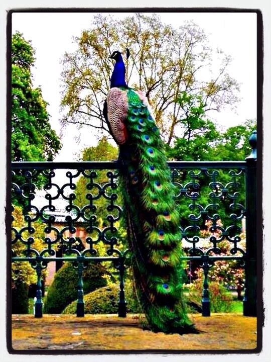 animal themes, transfer print, bird, one animal, tree, fence, perching, auto post production filter, wildlife, animals in the wild, branch, green color, railing, focus on foreground, full length, day, metal, glass - material, cage, outdoors