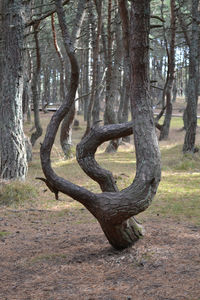 Trees in the forest