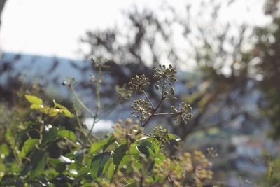 Close-up of flowering plant against sky