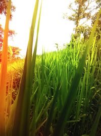 Scenic view of grassy field against sky