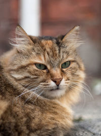 Close-up portrait of a cat