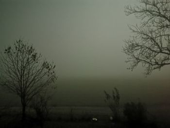 Silhouette bare trees on field against sky during foggy weather