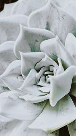 Close-up of white rose