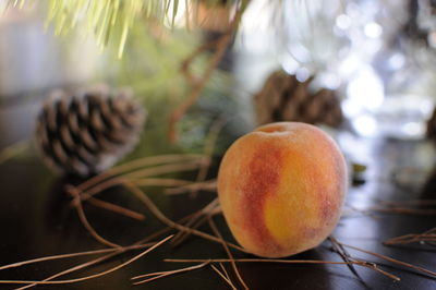 Close-up of fruits on tree