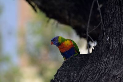 Close-up of parrot perching on tree trunk