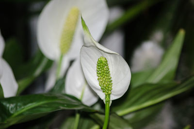 Close-up of insect on plant