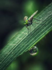 Close-up of insect on plant