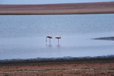 Bird on shore against sky