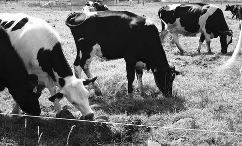 Cows standing in a field