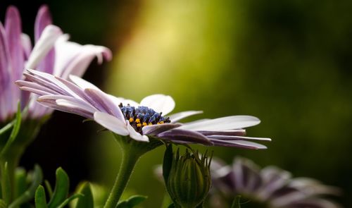 Close-up of insect on purple flower