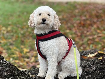 Close-up of dog