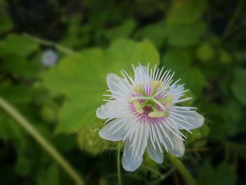 Close-up of white flower blooming outdoors