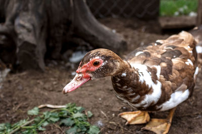 Close-up of a duck