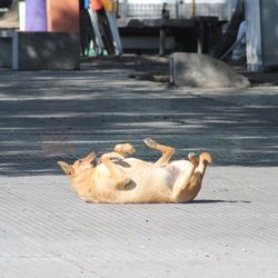 Close-up of a dog sleeping