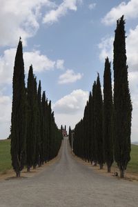 Panoramic view of road amidst trees against sky