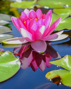 Close-up of pink lotus water lily