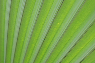 Full frame shot of palm leaves