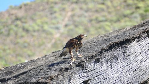 Close-up of bird perching outdoors