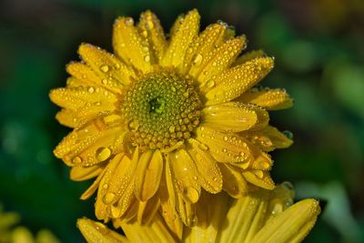 Close-up of wet yellow flower