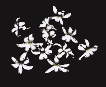 Close-up of flowers against black background