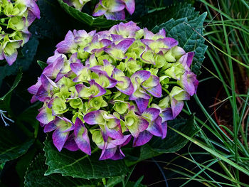 Close-up of purple flowering plants