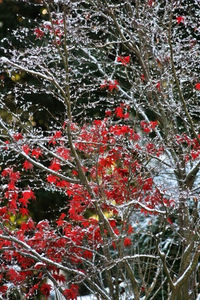 Close-up of red leaves on tree