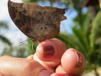 Close-up of cropped hand holding plant