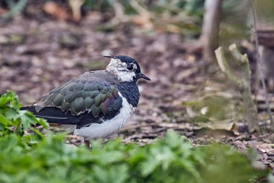 Close-up of bird perching on a field