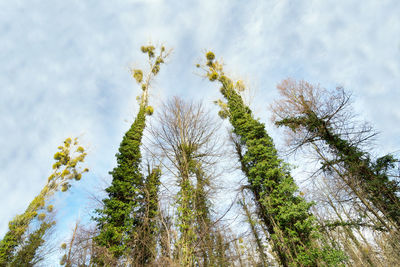 Low angle view of trees against sky