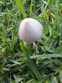 Close-up of mushroom growing on field