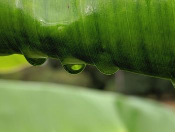 Close-up of green leaves on field