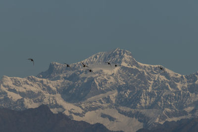 Birds flying over mountains against clear sky