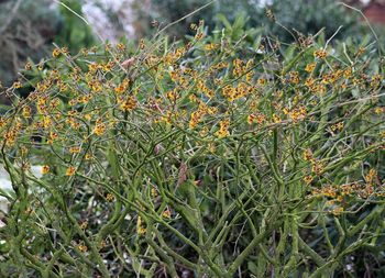 Close-up of plants