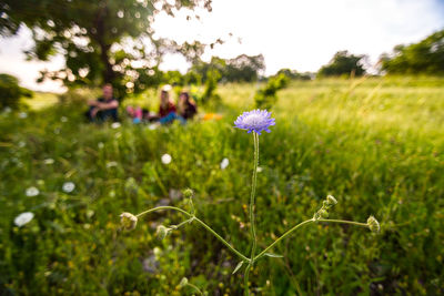 Close-up of flowers blooming on field