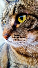 Close-up portrait of cat