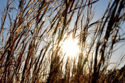 Low angle view of plants against bright sky