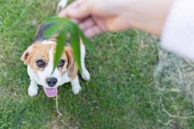 Detection beagle dog sniffing hemp leaf of marijuana outdoors. medicinal herbs