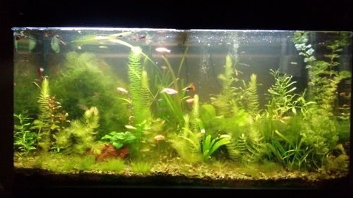 Close-up of fish swimming in aquarium