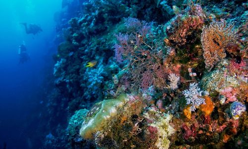 View of fish swimming in sea