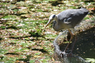 Side view of a bird on water