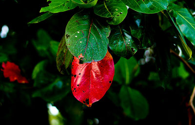 Close-up of leaf changing color during autumn