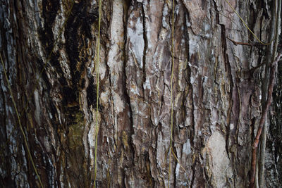 Full frame shot of tree trunk