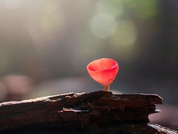 Fungi cup red mushroom champagne cup or pink burn cup on decay wood in forest. 