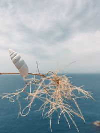 Close-up of dead plant against sea
