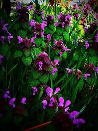 Close-up of purple flowers blooming outdoors